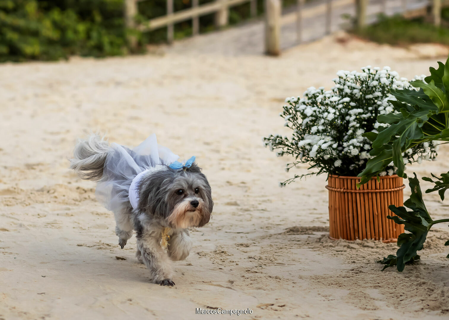 Foto Casamento Ângela e Rafael - Imagem 16